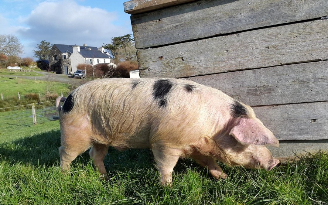 Things to do around West Cork with Kids (part 4) Loughbeg Farm