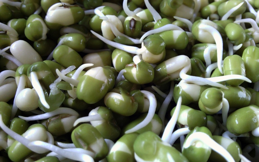 How we prepare Bean Sprouts